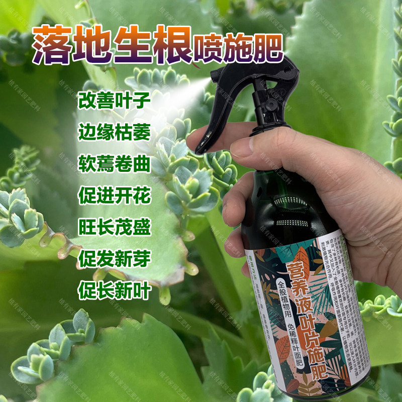 落地生根专用肥料盆栽多肉植物不死鸟土壤开花养护营养液叶面肥料