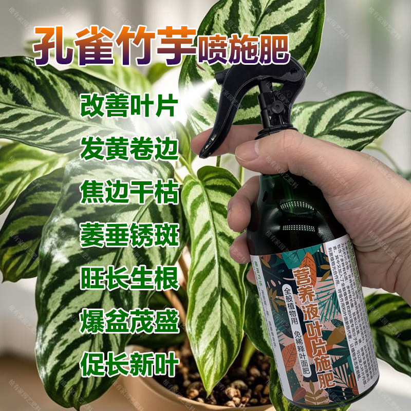 孔雀竹芋专用肥料花盆栽养殖彩叶芋水培专用土营养液喷剂叶面肥料,鲜花速递/花卉仿真/绿植园艺,家庭园艺肥料,淘宝优惠券,粉丝福利购,淘宝优惠卷