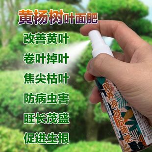 黄杨专用肥营养液雀舌瓜子黄杨树盆景肥料防黄叶促生长生根叶面肥