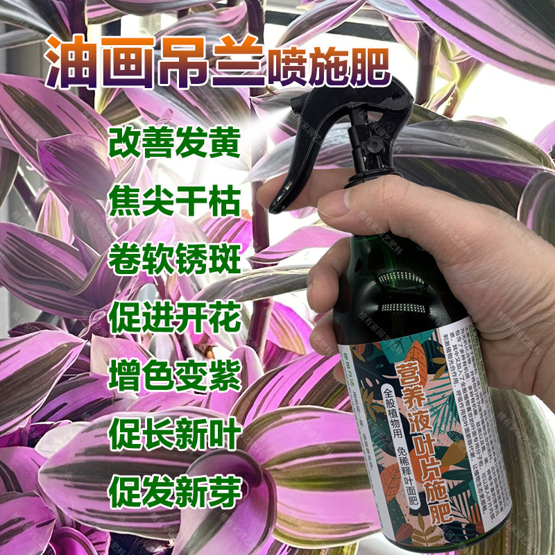 婚礼油画吊兰专用肥料养殖专用土培水培油画吊兰花营养液叶面肥料