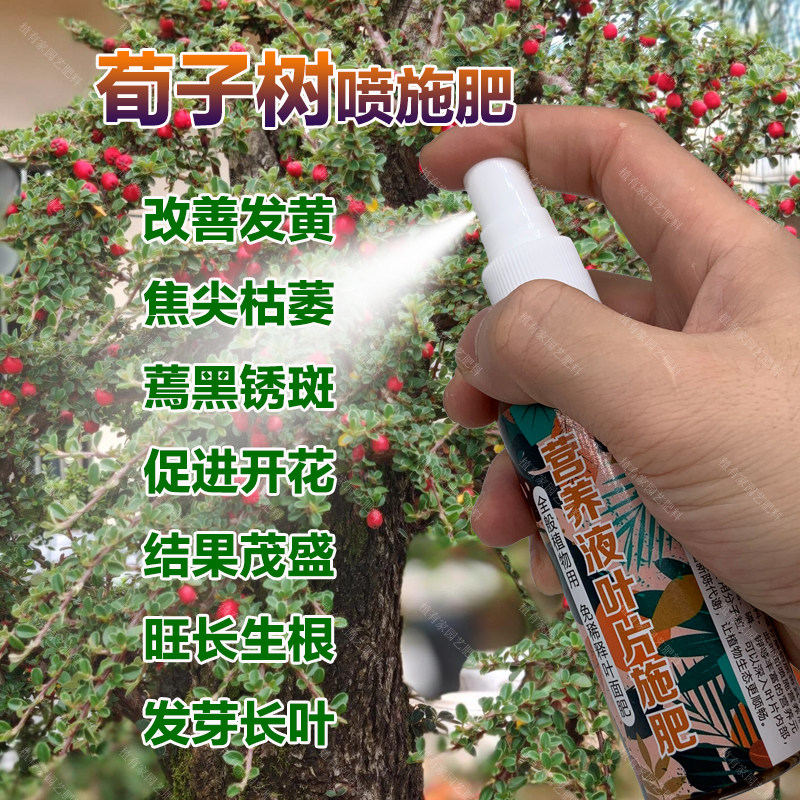 荀子专用肥料养殖小苗盆景红果荀子树专用土壤养护营养液叶面肥料,鲜花速递/花卉仿真/绿植园艺,家庭园艺肥料,淘宝优惠券,粉丝福利购,淘宝优惠卷