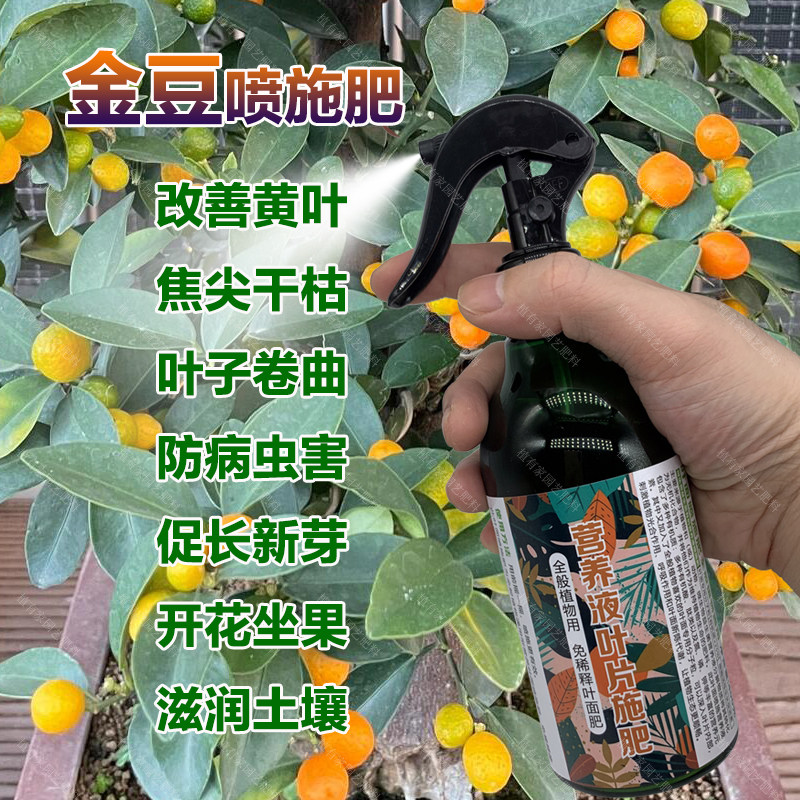 金豆专用肥料盆景下山树桩老桩小金豆豆盆栽营养液专用土叶面肥料