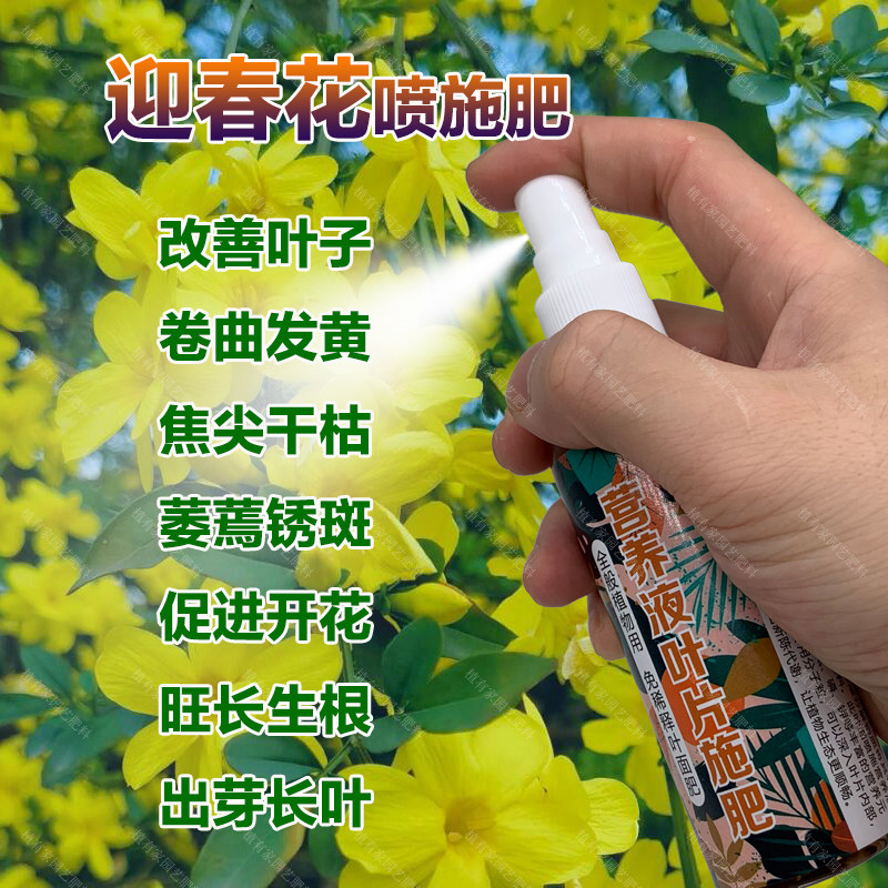 迎春花专用肥料花肥营养液叶子卷曲发黄焦尖干枯萎蔫锈斑叶面肥料,鲜花速递/花卉仿真/绿植园艺,家庭园艺肥料,淘宝优惠券,粉丝福利购,淘宝优惠卷