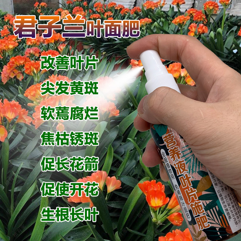 君子兰专用肥料养殖花盆栽专用土专用营养液喷剂君子兰花叶面肥料,鲜花速递/花卉仿真/绿植园艺,家庭园艺肥料,淘宝优惠券,粉丝福利购,淘宝优惠卷