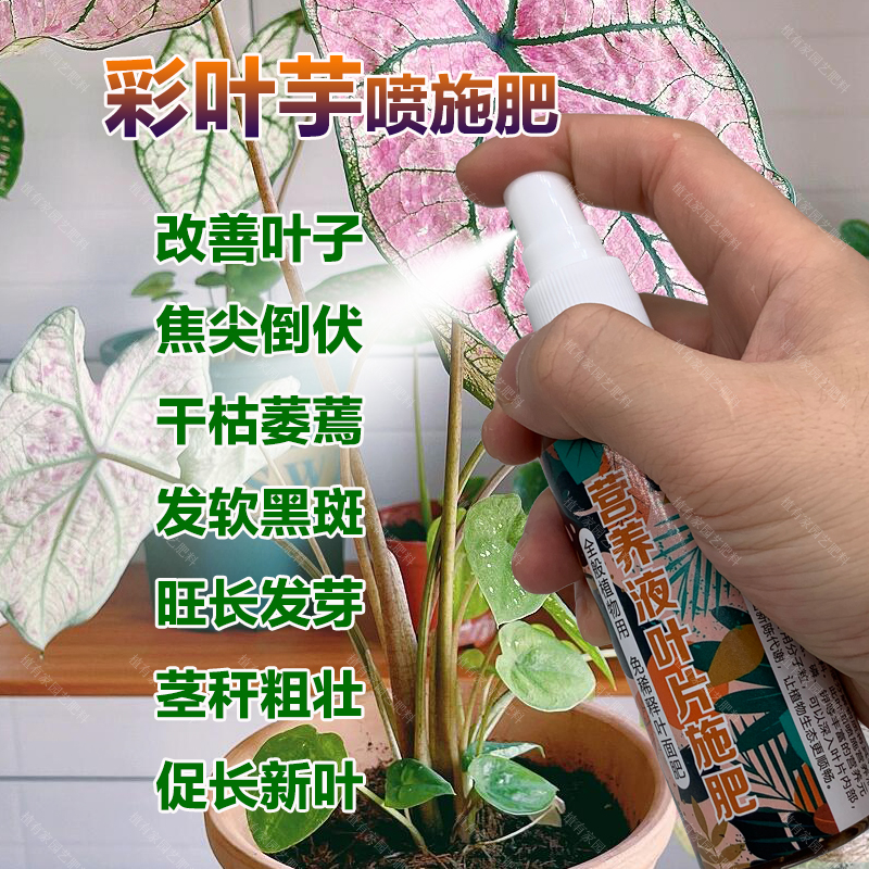 彩叶芋专用肥料营养液叶面肥叶子焦尖倒伏干枯萎蔫发软黑斑化肥料
