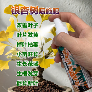 银杏树专用肥料盆栽种植盆景营养液叶子叶片发黄掉叶枯萎叶面肥料