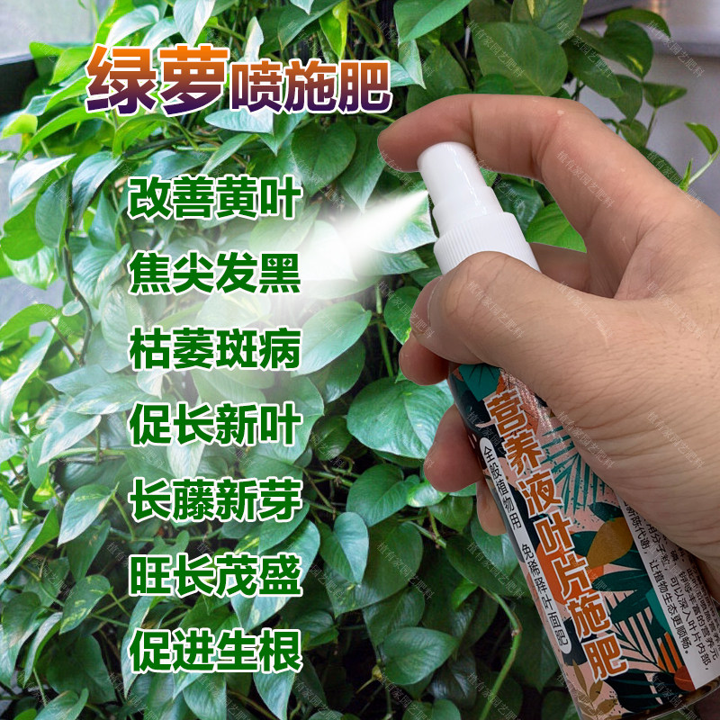 绿萝水培植物专用肥料花盆栽绿植营养液水溶化肥绿箩禄萝叶面肥料