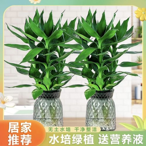 水培观音竹懒人绿植净化空气