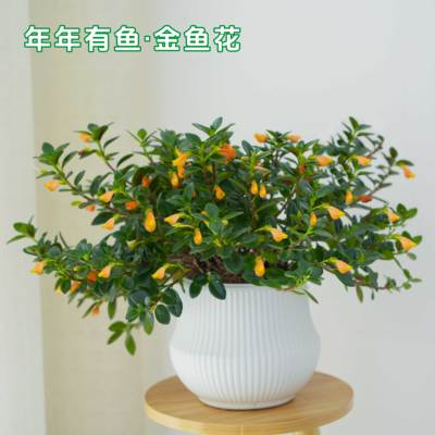 金鱼花吊兰盆栽带花苞发货懒人吸水盆水培植物室内阳台四季常青花