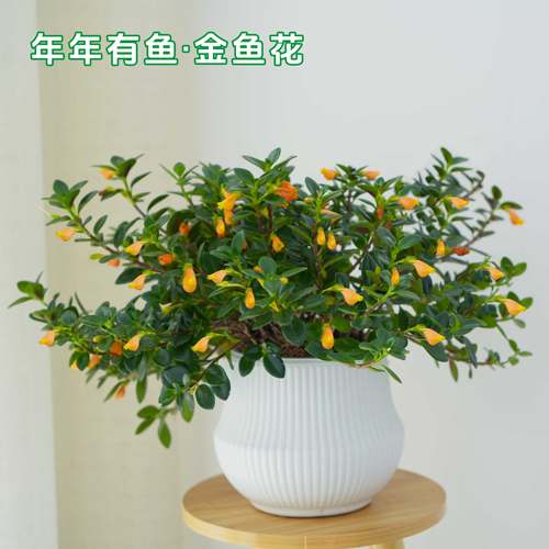 【小叶金鱼花】桌面吊兰盆栽带花苞发货懒人吸水盆植物阳台绿植