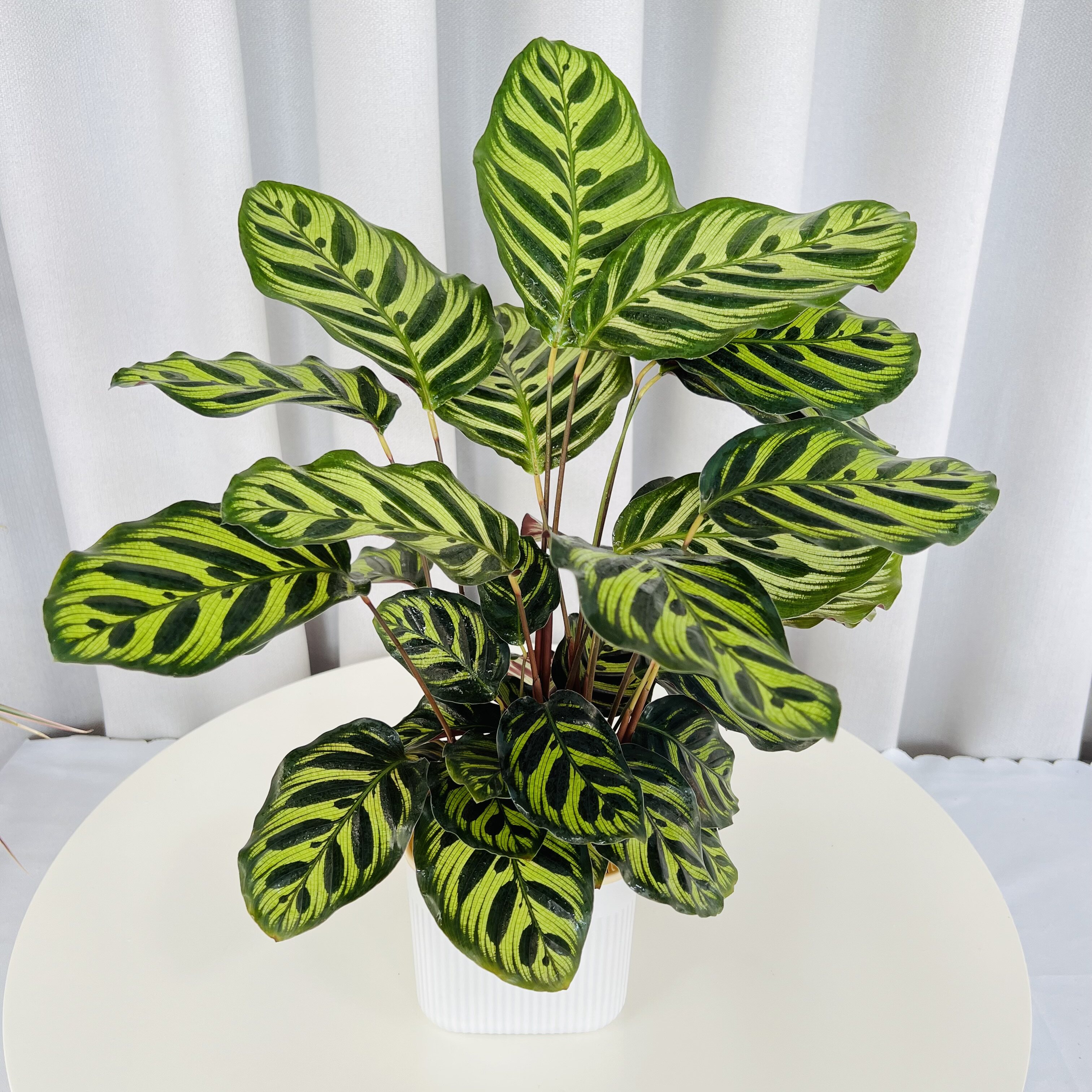 孔雀竹芋水培观叶的彩叶绿植室内办公室桌面盆栽耐阴好养植物绿植