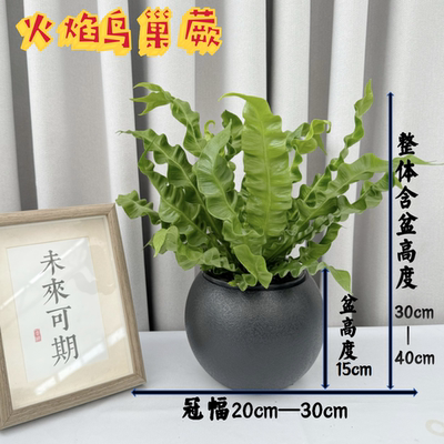 火焰鸟巢蕨盆栽蕨类植物室内办公室客厅网红北欧风四季绿植花卉