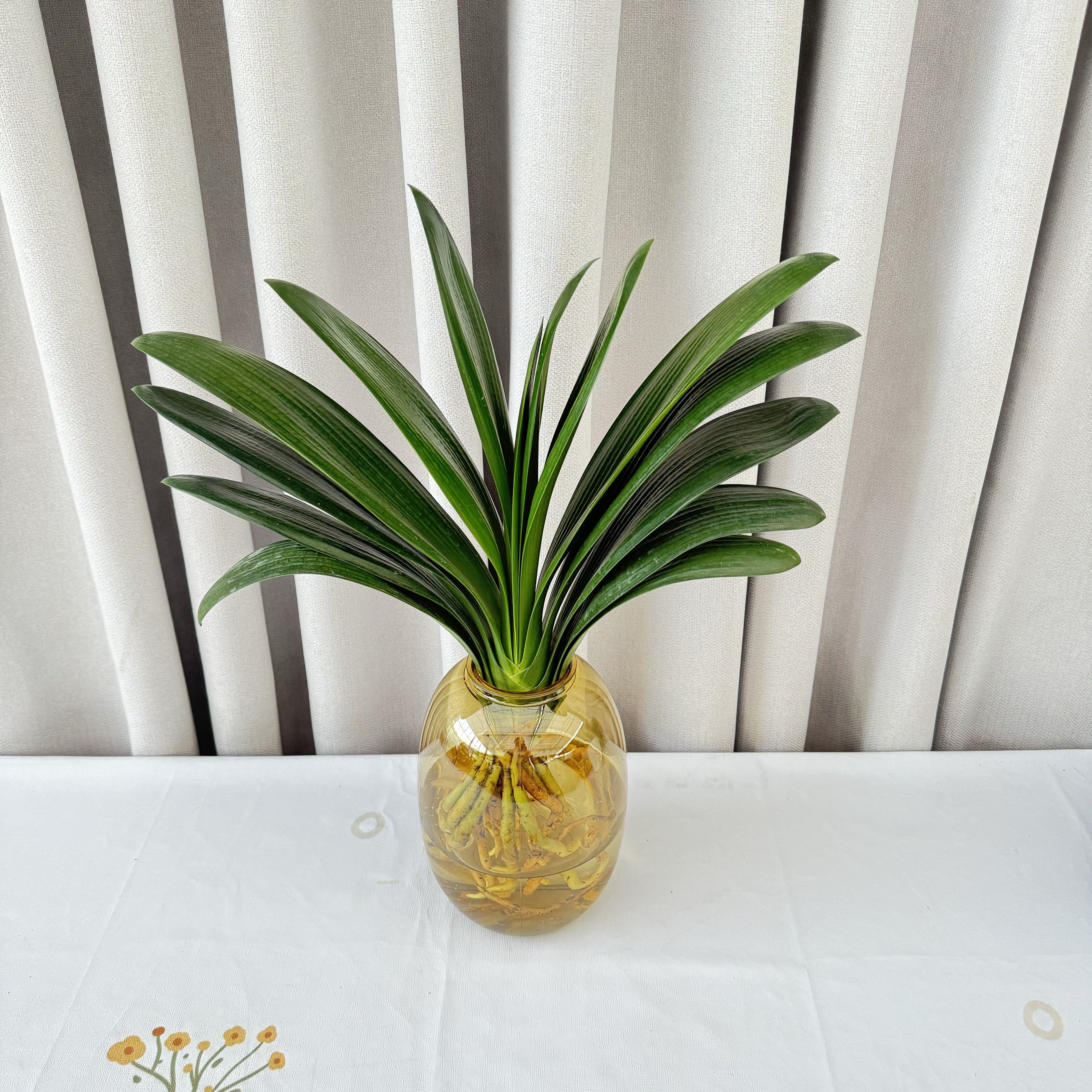君子兰盆栽水培植物室内好养桌面