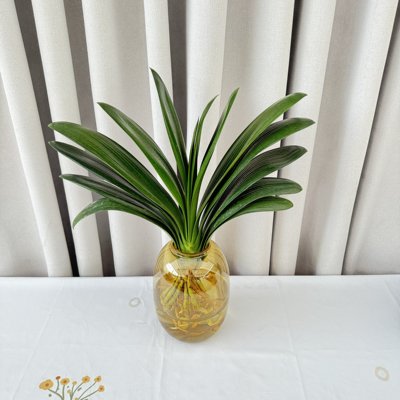 君子兰盆栽水培植物室内好养桌面净化空气绿植花卉四季常青水养