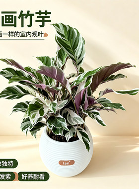 【油画竹芋】桌面盆栽客厅室内观叶绿植好看网红耐旱办公室植物