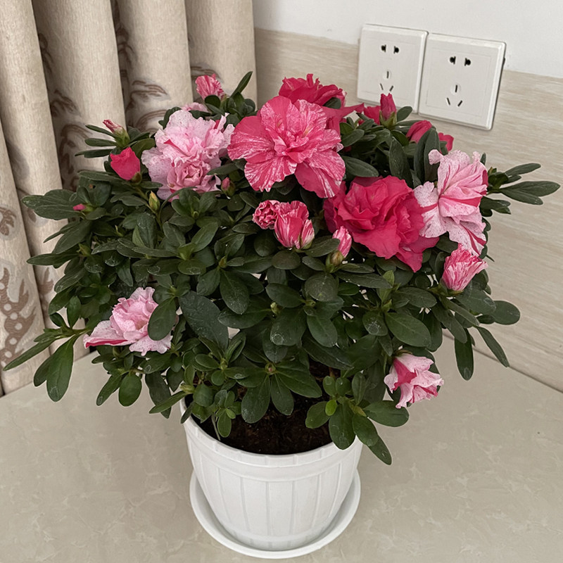 世纪曙光杜鹃花苗带花苞发货喷砂彩色一棵多色室内阳台盆栽植物花