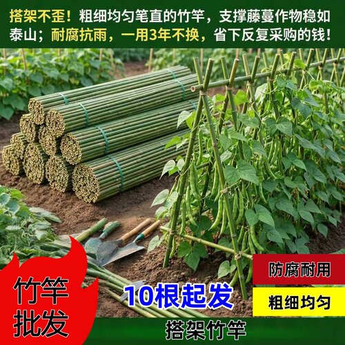 10根竹竿菜园搭架蔬菜黄瓜番茄豆角架杆竹篱笆栅栏小竹子细竹竿架
