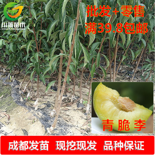 晚熟青脆李树苗蜜脆李树苗