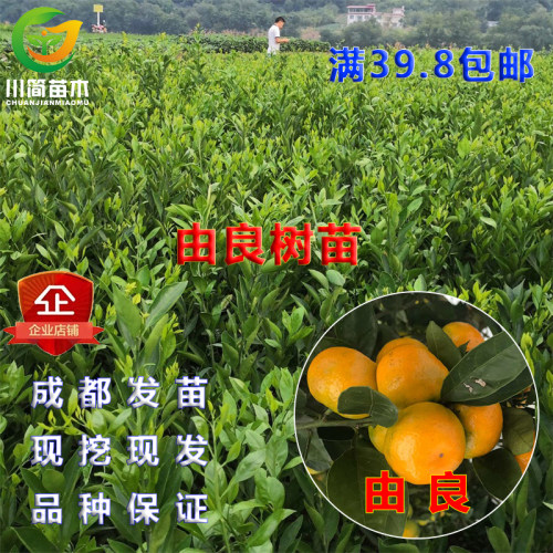 四川早熟由良蜜桔柑橘水果苗