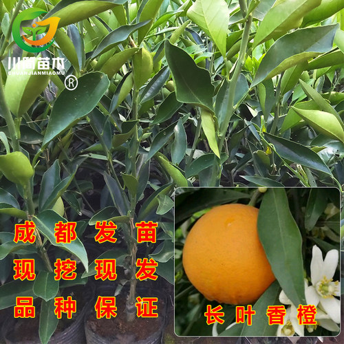 嫁接苗柑橘苗川简长叶香橙常绿