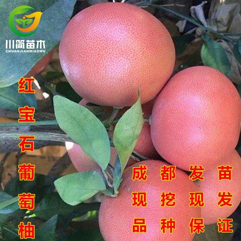 嫁接红宝石葡萄柚苗南北方庭院地栽红西柚柚子树苗盆栽嫁接果树苗,鲜花速递/花卉仿真/绿植园艺,果树,淘宝优惠券,粉丝福利购,淘宝优惠卷