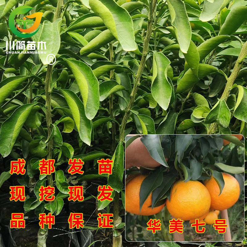 优质华美七号 新品种柑橘苗 华美7号杂交柑桔苗 早熟盆栽地栽果树,鲜花速递/花卉仿真/绿植园艺,果树,淘宝优惠券,粉丝福利购,淘宝优惠卷