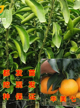 新品种早熟华美七号柑桔树苗