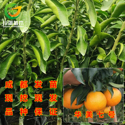 优质华美七号 新品种柑橘苗 华美7号杂交柑桔苗 早熟盆栽地栽果树