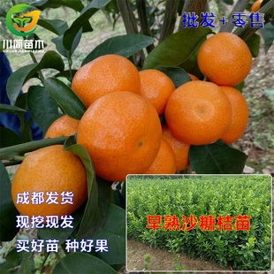 热销早熟沙糖桔树苗 砂糖桔柑橘水果树苗地栽盆栽大苗当年结果