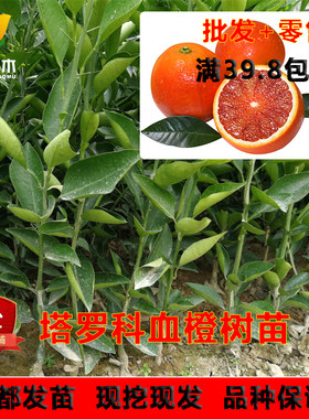 塔罗科血橙川简苗木树苗耐存性好