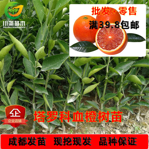 塔罗科血橙川简苗木树苗耐存性好