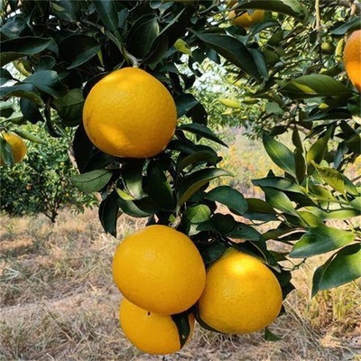 常绿早熟甜桔柚树苗升级版
