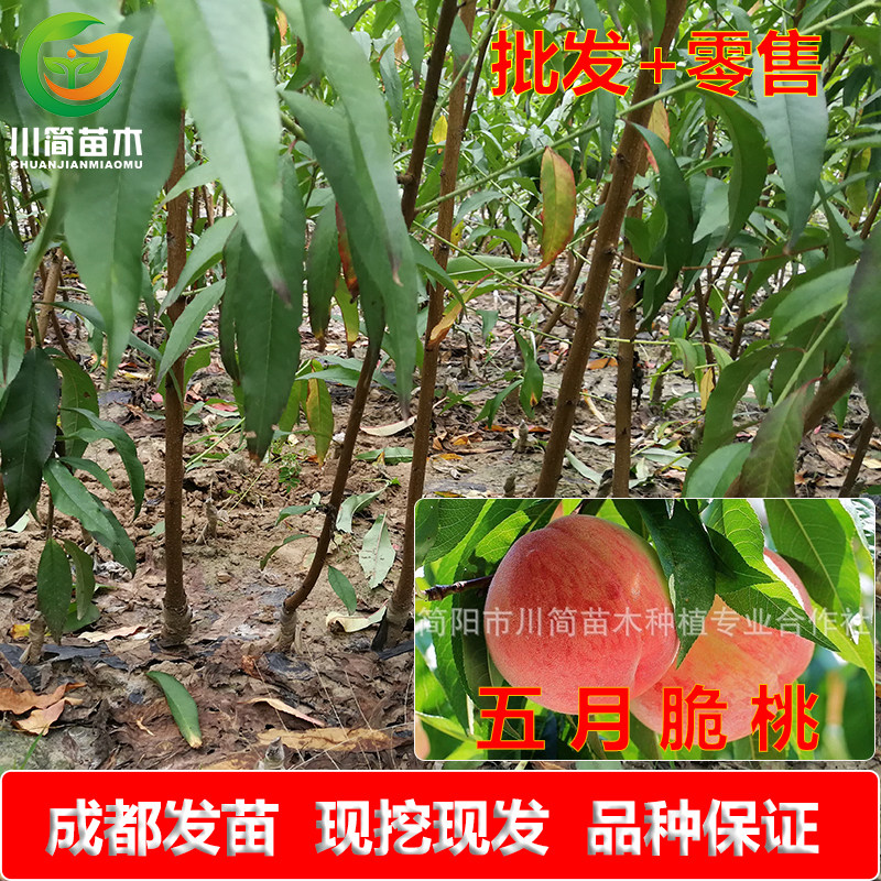 热销四川嫁接优质五月脆皮球桃水果树苗盆栽地栽|msdalam kategori penghantaran bunga/bunga simulasi/tumbuhan berkebun, 花园植物/行道树/果树, 果树 - dari Buy2taobao.com untuk memberikan perkhidmatan ejen Taobao profesional membeli