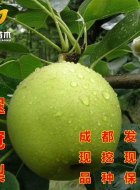 优质嫁接 秋月梨树苗  酥梨苗翠冠梨树苗 六月雪脆冠梨子水果树苗