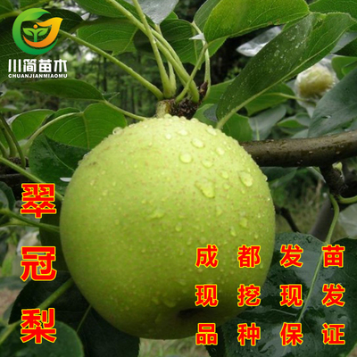 嫁接酥梨翠冠梨树苗盆栽地栽