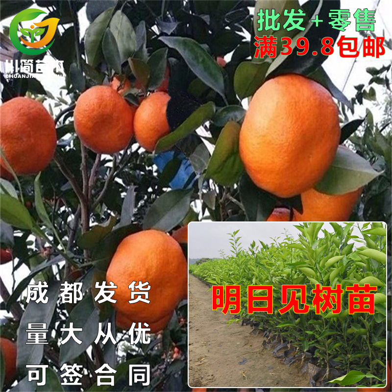 明日见阿斯蜜柑橘果树苗营养杯苗