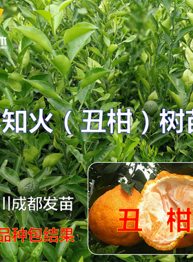 四川不知火树苗丑八怪树苗橘子果树苗丑柑树苗柑桔营养杯带土球苗