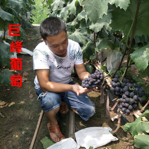 巨峰葡萄树苗盆栽地栽都可以