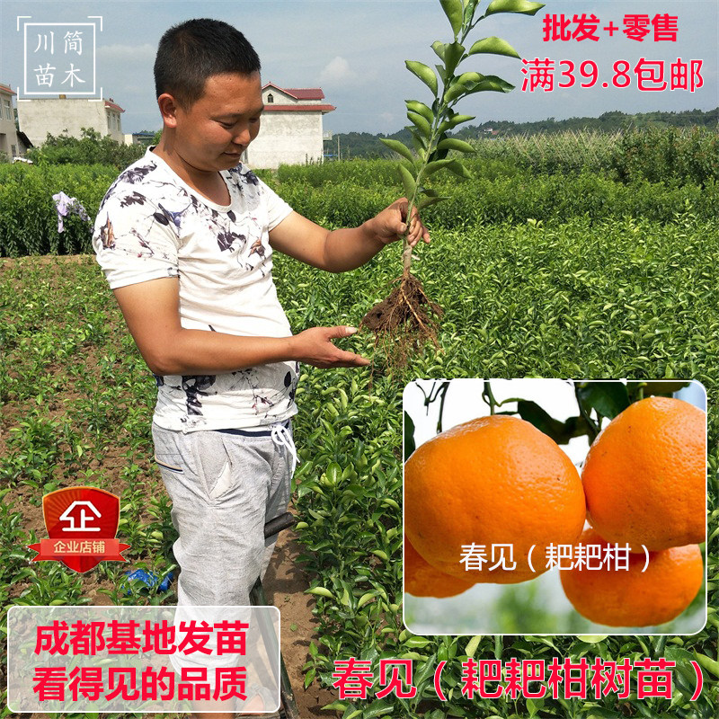 热销四川嫁接优质春见树苗耙耙柑杂柑柑桔橘子带土营养杯水果树苗在类目 鲜花速递/花卉仿真/绿植园艺, 花园植物/行道树/果树, 果树中 - 来自Buy2taobao.com提供专业的淘宝代购服务