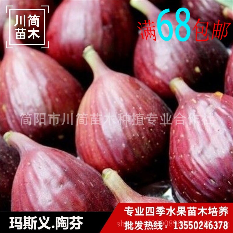 熱銷四川優質瑪斯義·陶芬無花果樹苗當年結果盆栽地栽南北方種植在類目 鮮花速遞/花卉仿真/綠植園藝, 花園植物/行道樹/果樹, 果樹中 - 來自Buy2taobao.com提供專業的淘寶代購服務