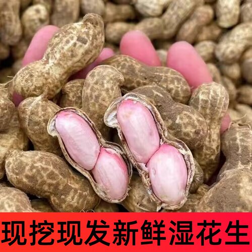 2026当季鲜花生现挖现发农家自种新鲜湿花生带壳粉皮新鲜花生