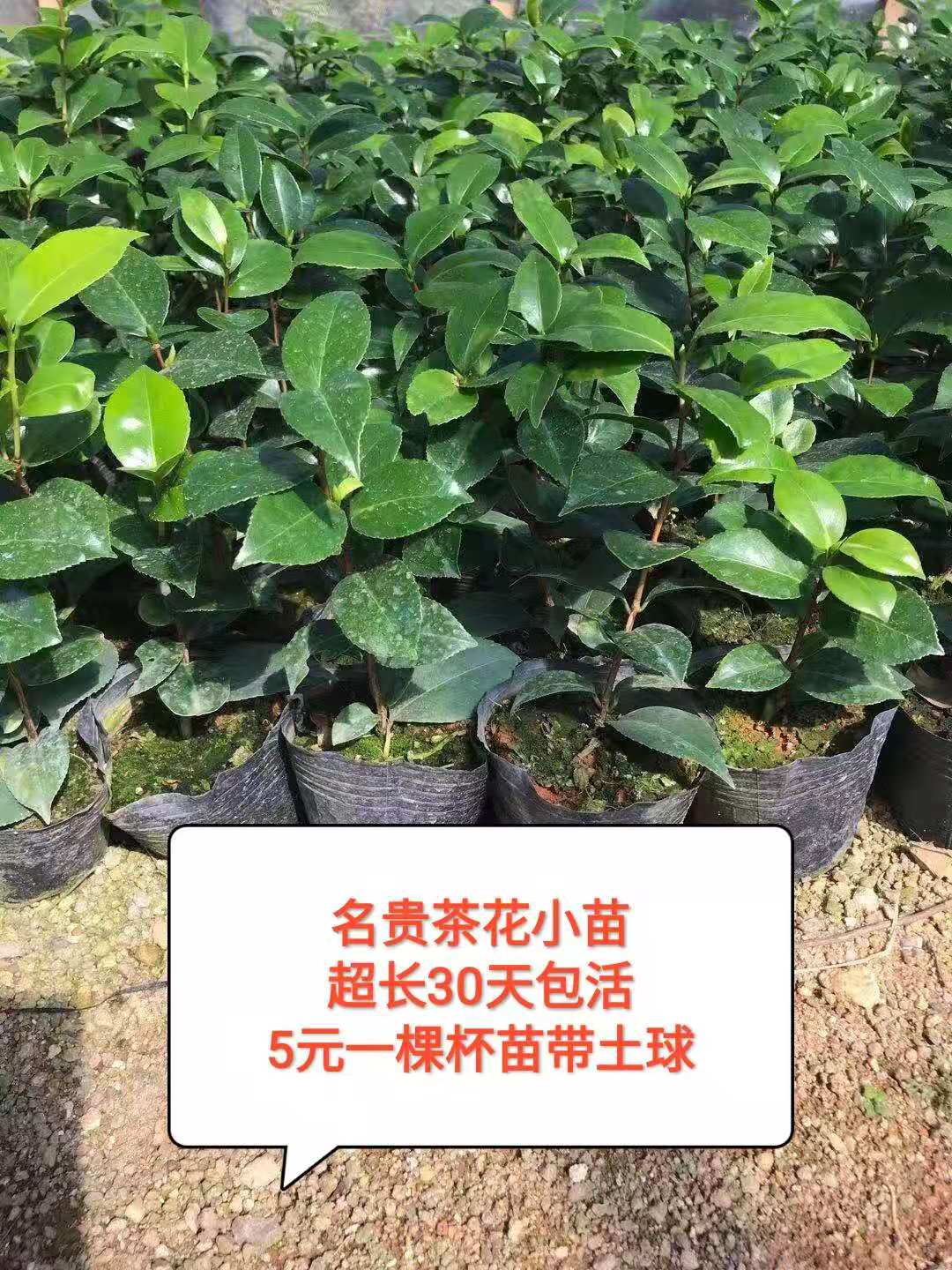 名贵品种茶花树小苗盆栽绿植四季当年开花嫁接大花浓香型特价包邮