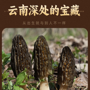 羊肚菌干货官方旗舰店云南特产头茬正品非野生特级新鲜菌菇礼品盒