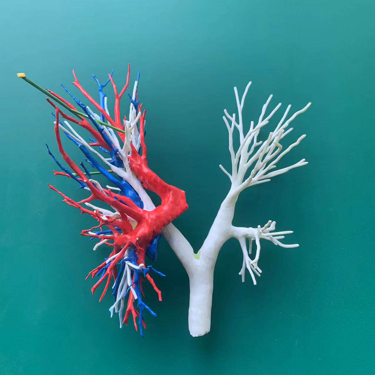 3d打印人体训练模型1:1医学教具医用教学模型演示肺部动静脉定制