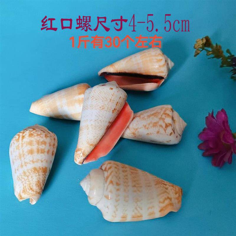 天然贝壳海螺扇贝彩贝钉螺diy手工贝壳海螺水族馆造景爆款