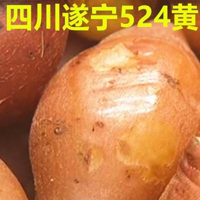 四川遂宁新鲜524红薯农家自种新鲜番薯黄心糯甜小香薯5斤包邮