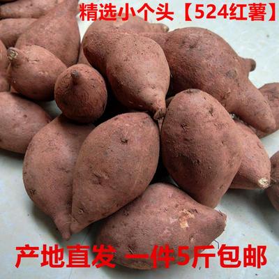 遂宁正宗老品种524红薯5斤装考红苕地瓜黄心精选个头新鲜蔬菜包邮