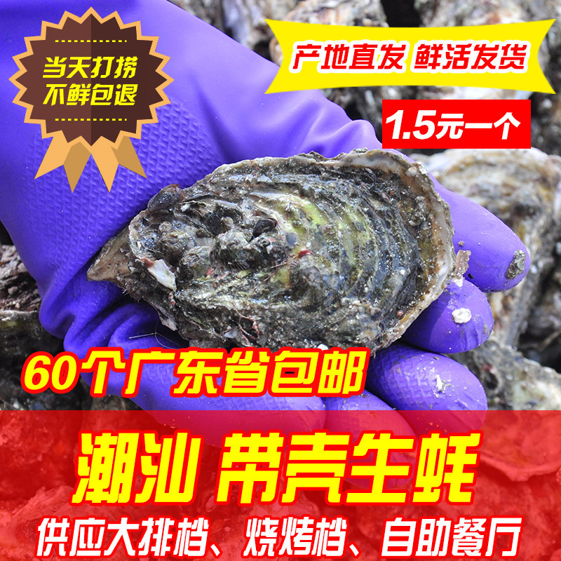 新鲜烧烤潮汕带壳60个包邮海蛎子