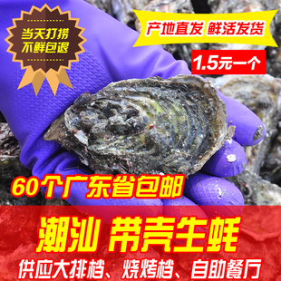 生吃生蚝新鲜烧烤潮汕贝类海蛎子海鲜鲜活水产带壳生蚝60个 包邮