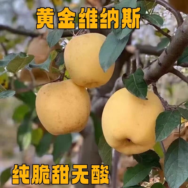 黄金维纳斯苹果新鲜水果纯脆甜无酸当季现摘脆甜多汁,水产肉类/新鲜蔬果/熟食,苹果,淘宝优惠券,粉丝福利购,淘宝优惠卷